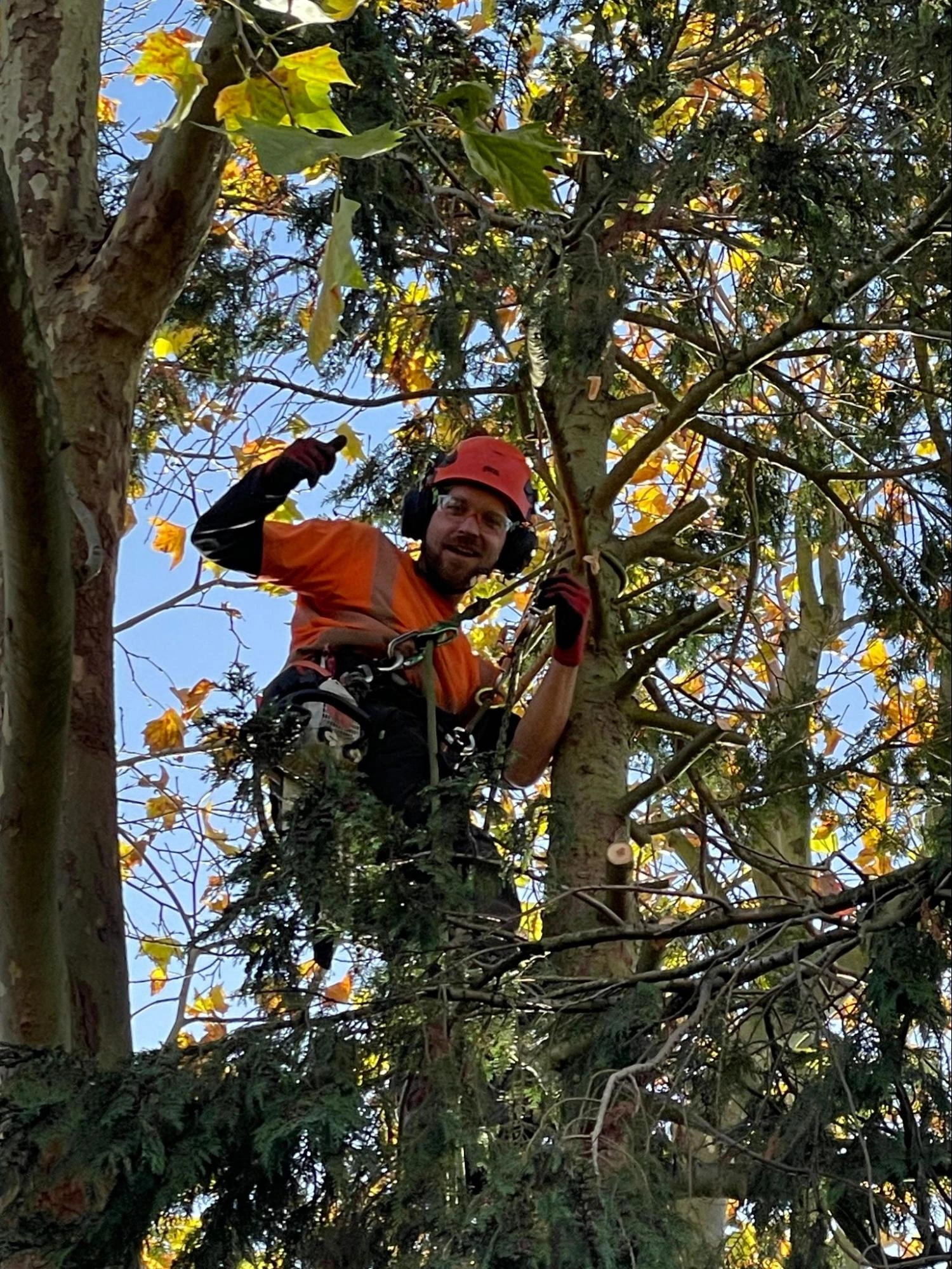 Great Dunmow Tree Care Experts
